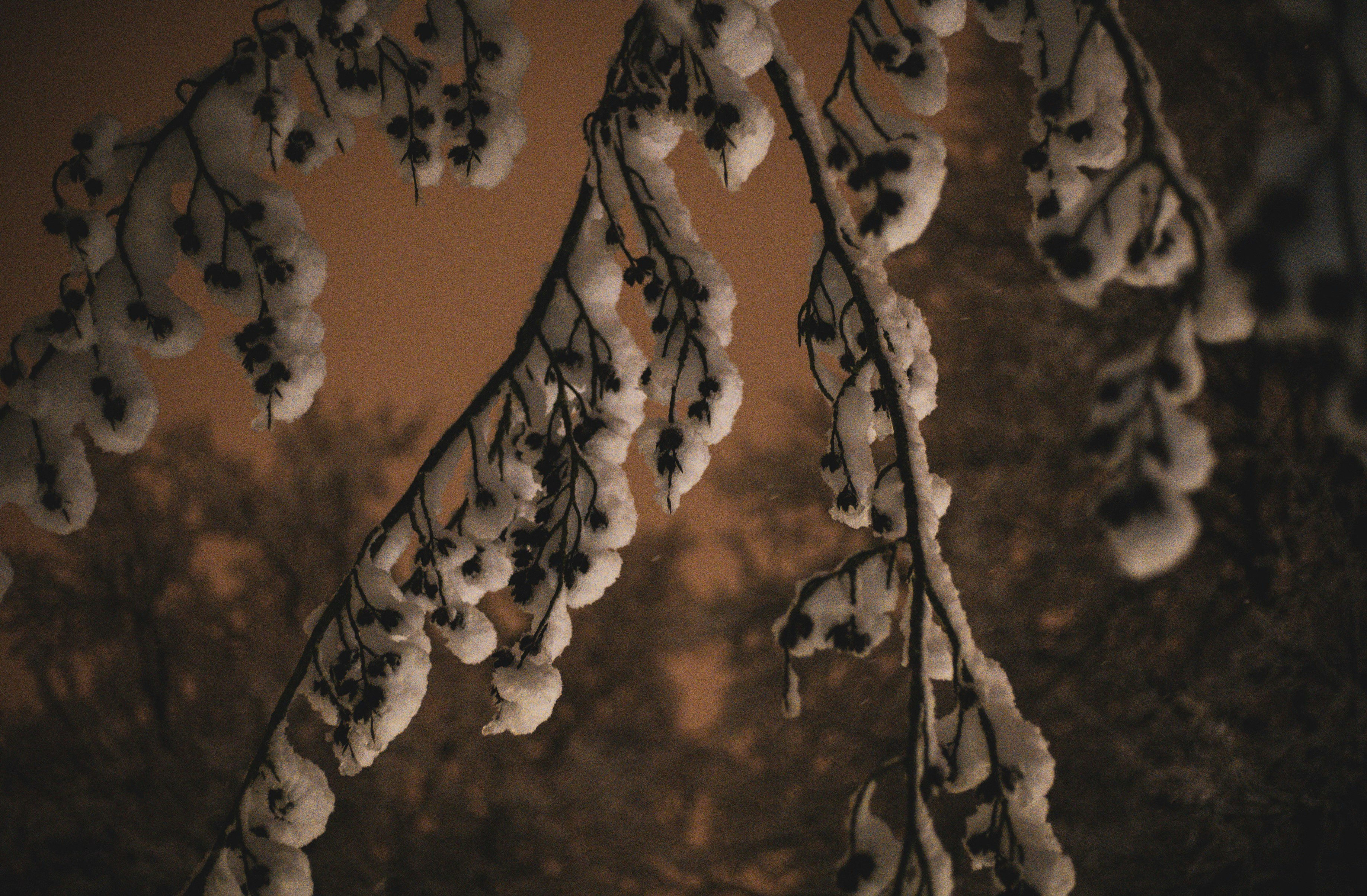 white and brown tree branch